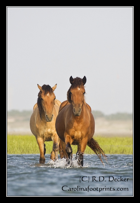 Two more horses ford across the tidal waters in search of tasety marsh grass.