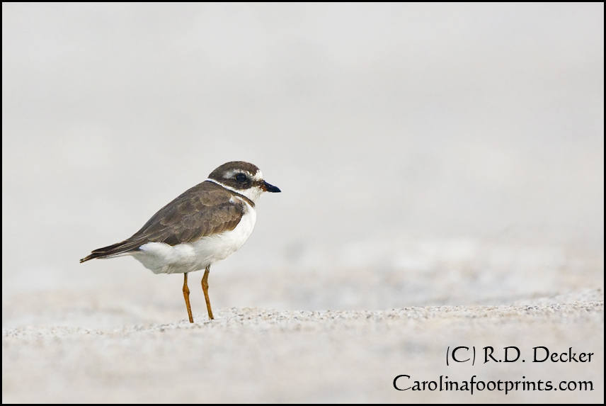 The Semipalmated Plover resembles a small Killdeer, though it only has one neck ring.