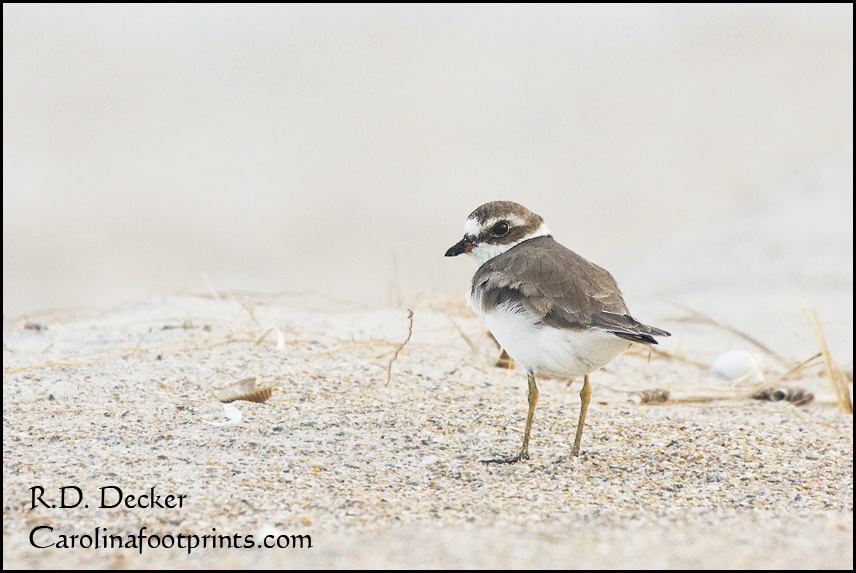 A low camera angle and slow, careful approach is key to making compelling photos of small shorebirds.