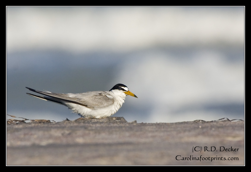 A tern fluffs and dries its feathers in the wind.