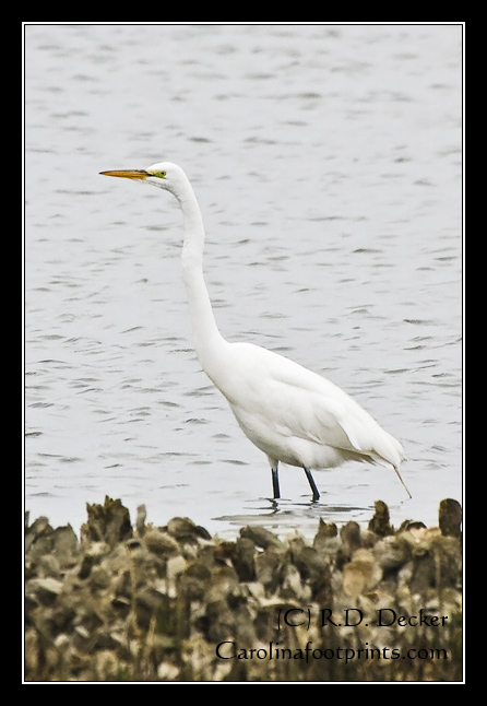 A Great Egret forages for food on Horse Island.