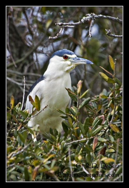 A Black Crowned Night Heron roosts in a tree along Taylors Creek, Beaufort, NC