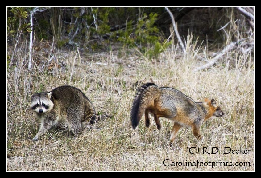 A raccoon and fox have a territorial conflict on the Rachel Carson Estuarine Reserve.