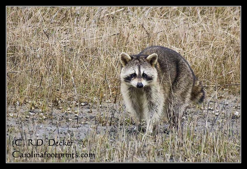 A large raccoon walks out of the brush along a trail used by Banks Ponies on Horse Island, Rachel Carson Estuarine Reserve.