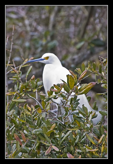 Although the leaves somewhat obscures the view this Snowy Egret appears to be in bredding plumange.