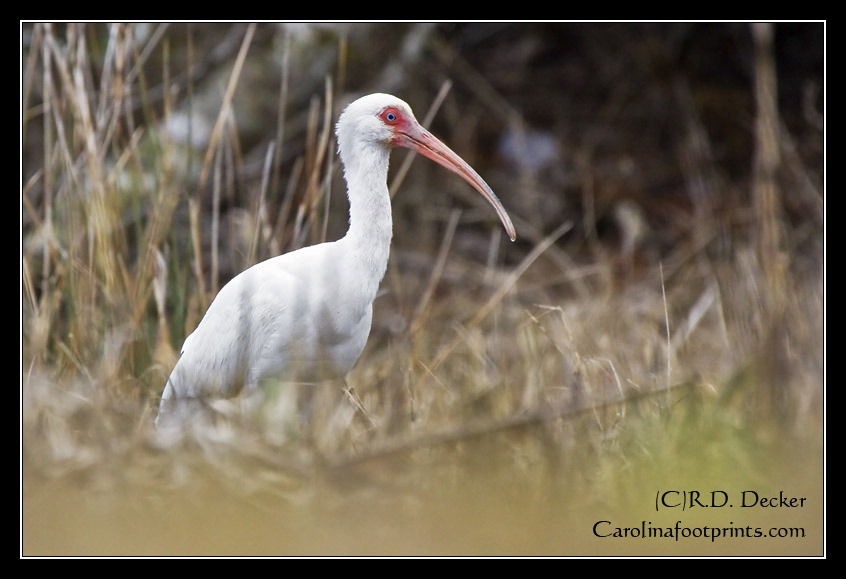 A White Ibis looks for a meal along the shore of the Rachel Carson Estuarine Reserve.