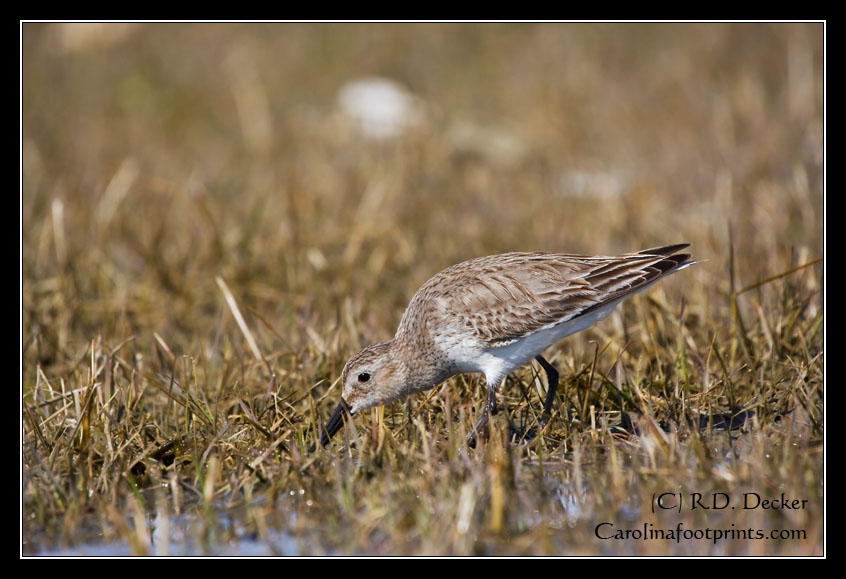 A Dunlin searches the estuarine waters for a meal.