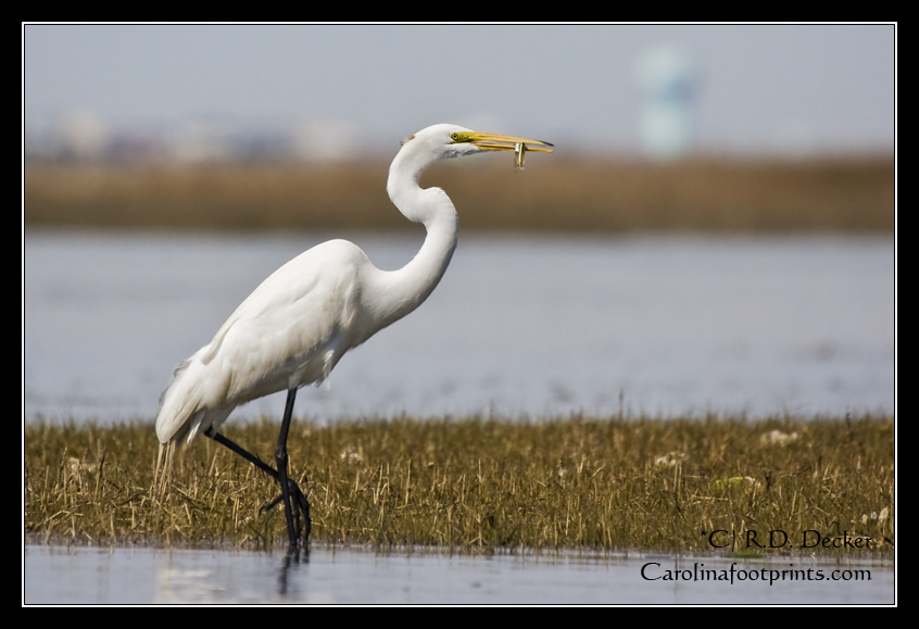 A Great Egret with a fine catch.