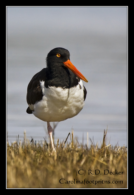 American Oyster Catchers are a very colorful bird.