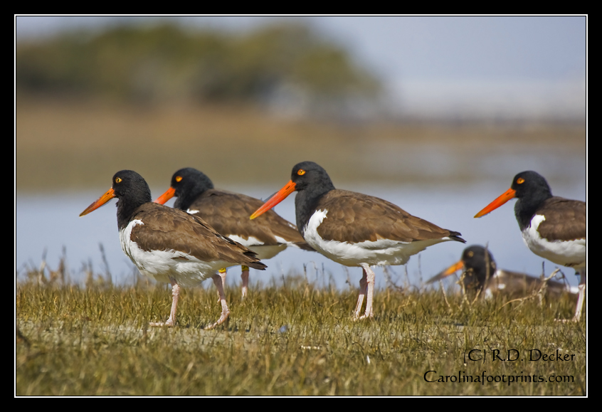 American Oyster Catchers tend to congregate during high tide.  At low tide they'll spread out and look for a meal.