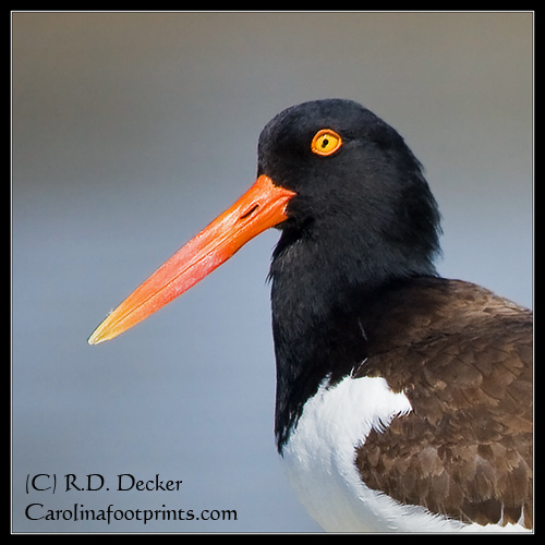 The American Oyster Catcher has a unique bright orange bill and eye circle.