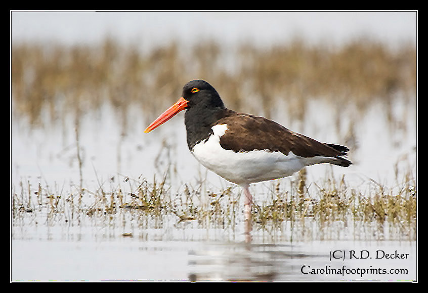 An Oyster Catcher searches a tidal pool for a meal.