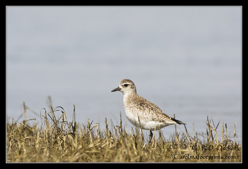 The Black-bellied Plover is an extremely small bird, easily overlooked.