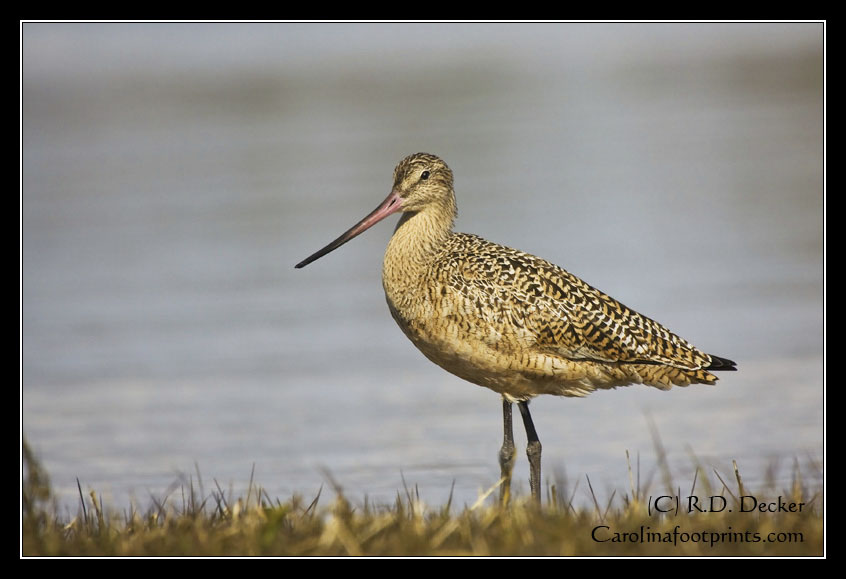 A Marbled Godwit shares space with other shore birds along North Carolina's Crystal Coast.