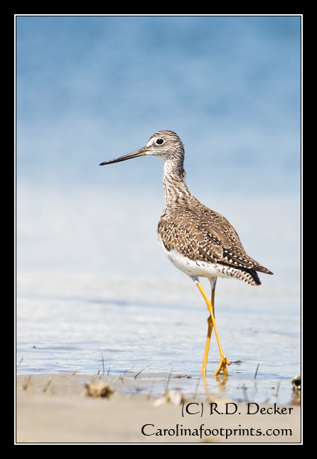 This Greater Yellowlegs uses some fancy footwork while hunting along North Carolina's Crystal Coast.