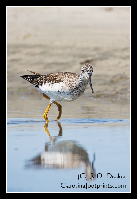 The smooth waters of this pool at low tide creates a nice reflection of the bird.