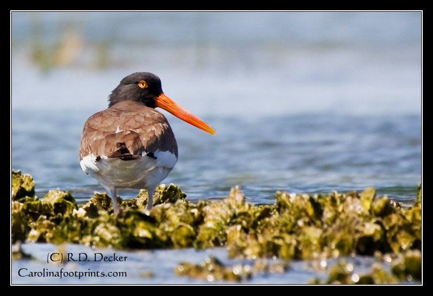 An American Oyster Catcher seeks a meal on this oyster bar.