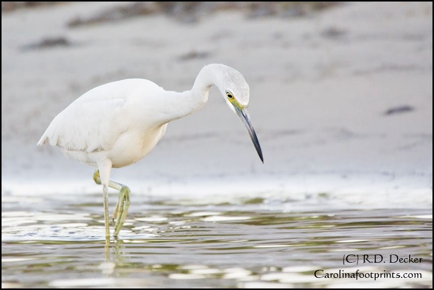 Which bird is this?  Snowy Egret?  Great Egret?  Some kind of exotic heron?