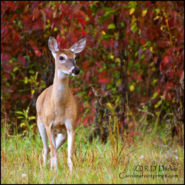A doe stands alert in a Cades Cove pasture near Townsend, Tennesee.