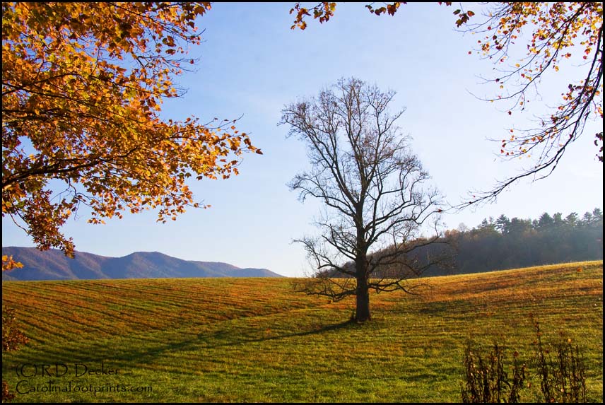 A dead tree is framed by autumn foliage in the Great Smoky Mountains National Park.