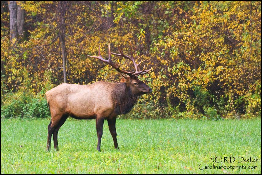 Elk were once a commong species in the Great Smoky Mountains.