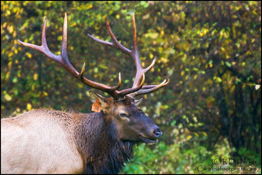 The bulls shed their antlers in March after the mating season.  This Elk was photographed near Cherolkee,  North Carolina.