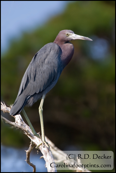 An adult Little Blue Heron.