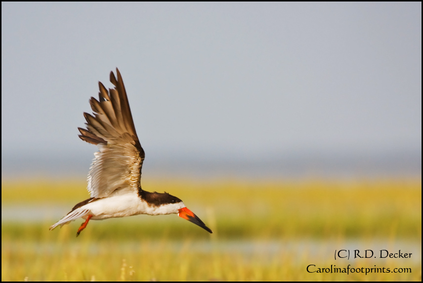 A Black Skimmer launches into flight above a tidal marsh near Core Banks in North Carolina.