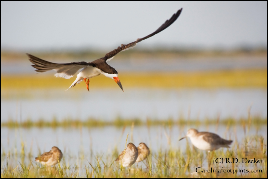 A Black Skimmer comes in for a landing on Bird Shoal.