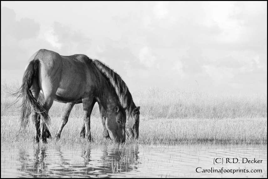 Two wild Banker Ponies feed along the tidal flats.