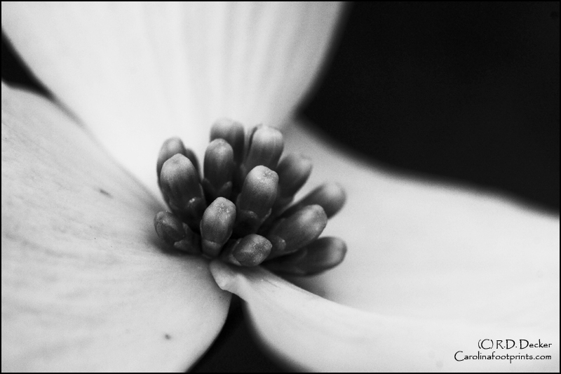 A black and white close-up of a dogwood bloom.