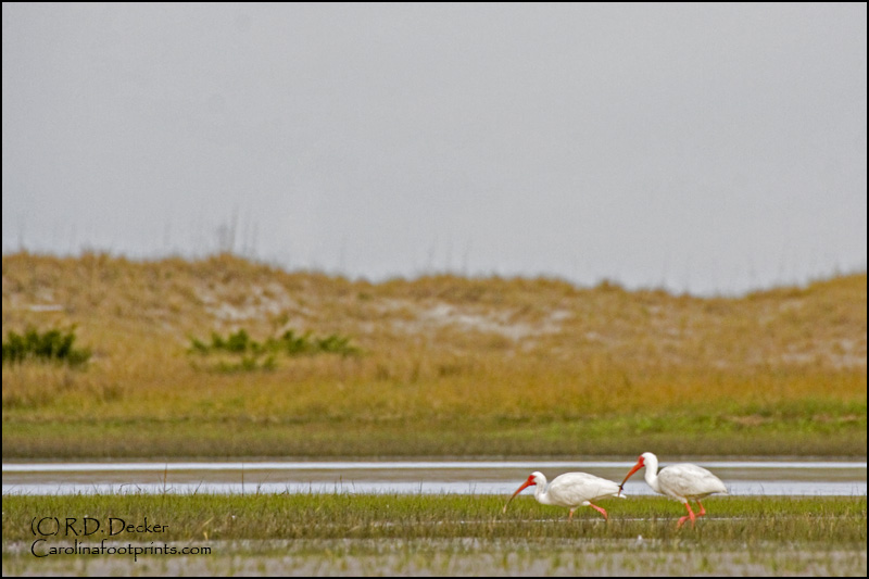 By keeping these two White Ibis small in the frame I place emphasis on the environment in which they live.