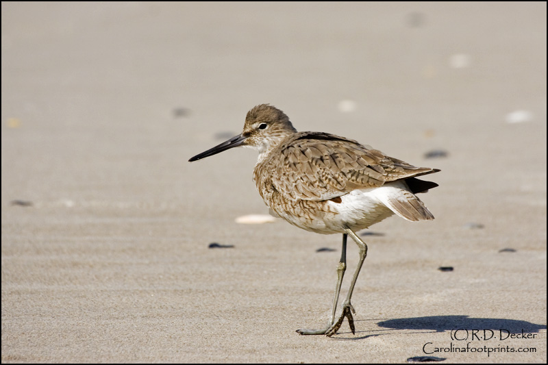 A Willet searches for a meal along the beach of Bear Island near Swansboro, North Carolina