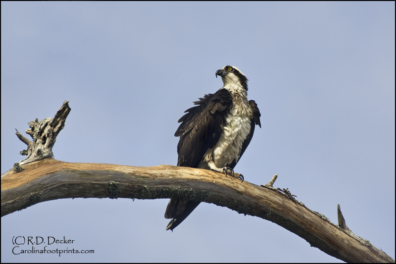 Osprey are a frequent site along the NC coast.