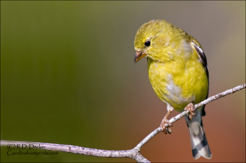 Another shot of a female American Goldfinch shot in the backyard studio.