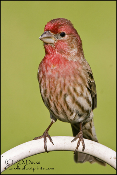 A House Finch preckes on a metal feeder stand.