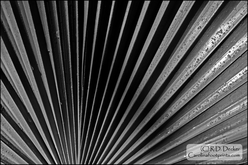 A classic, or is that cliche' abstract of a palm leaf in black and white.
