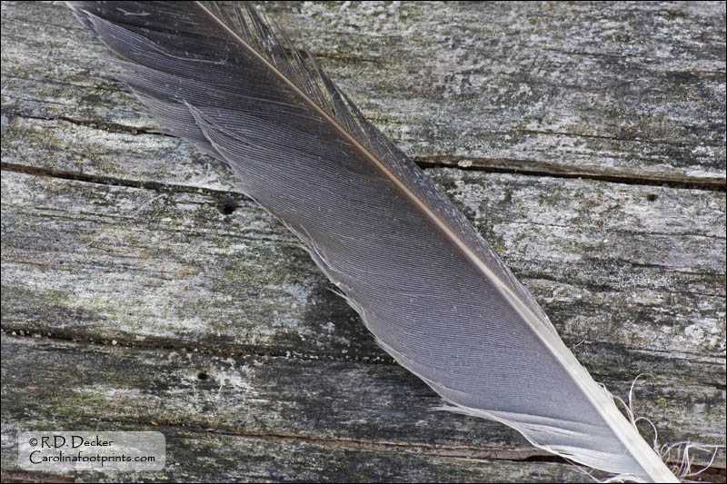 The texture of the feather contrasts with the textures in this dead log.