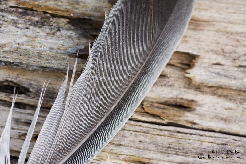 Feathers can make fascinating macro subjects.