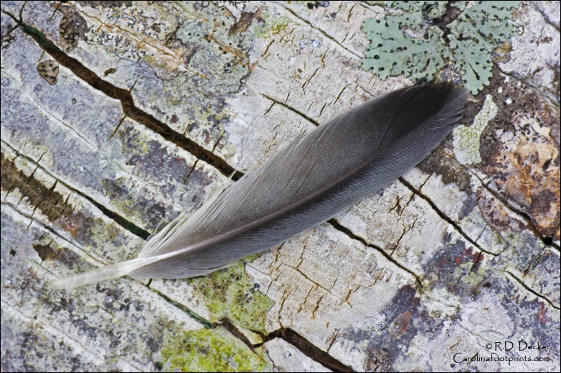 Weathered dead wood, mosses and lechins make an interesting background canvas for this photo of a feather.