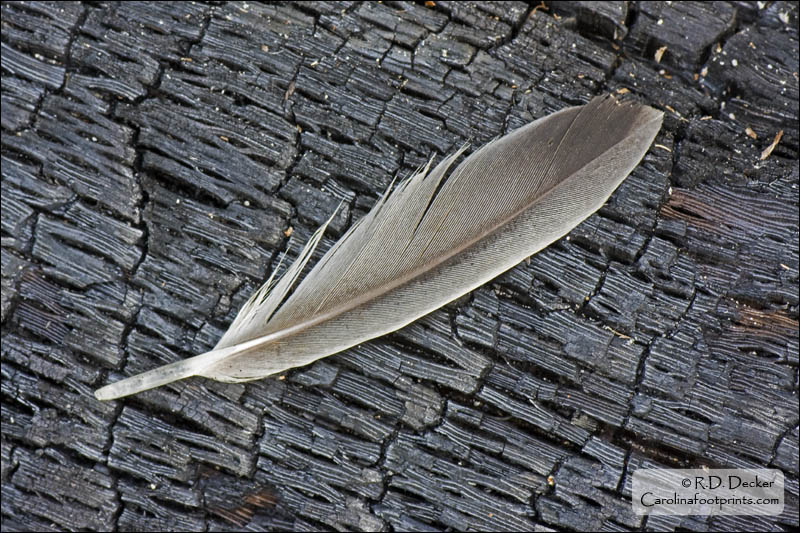 The texture and pattern of a feather contrasts nicely with that of a burnt log.