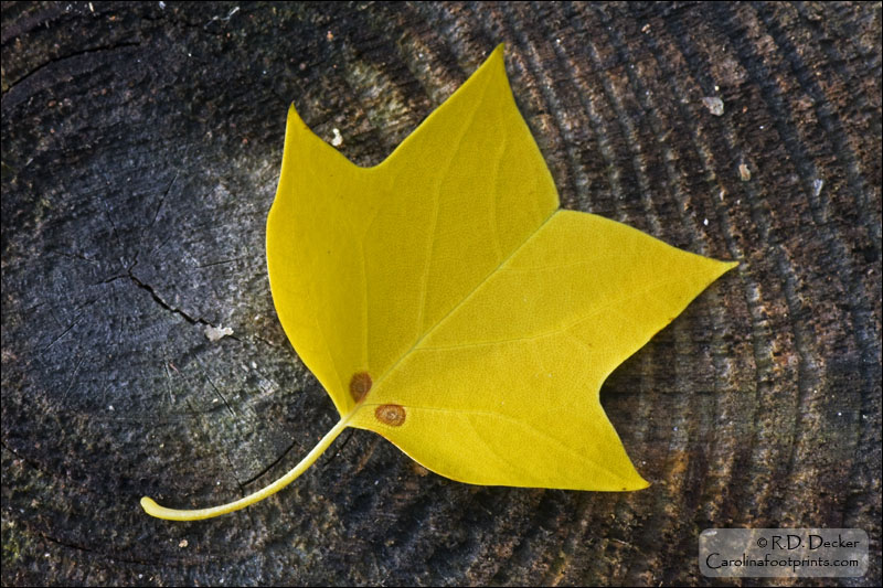 The circles in this stump adds a nice layer of texture to an otherwise simple photo of a yellow leaf.