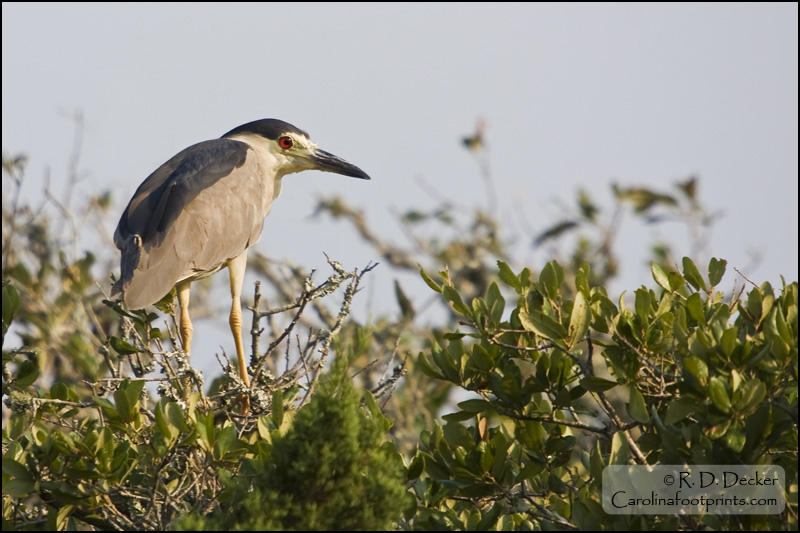 Black Capped Night Herons are a special find for most nature photographers.
