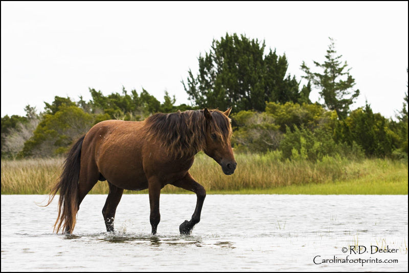 A dark stallion feeds on Spartina along Taylor's Creek across from Beaufort, NC.