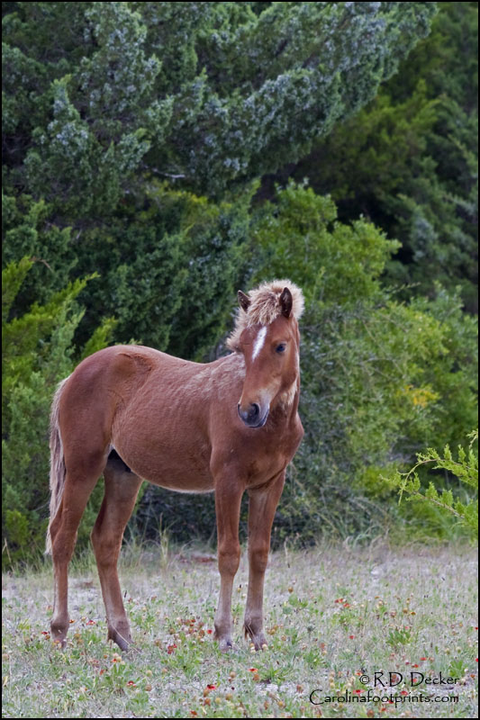Horses have been surviving along the Carolina Coast for nearly 500 years.