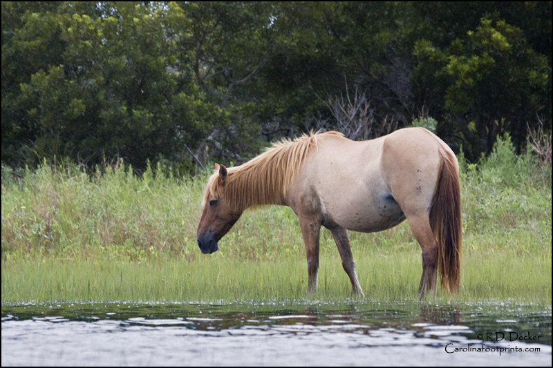 A  wild mare feeds on dune grass on Horse Island.