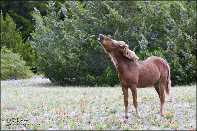 A young male colt excercises his lungs.