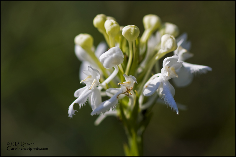 An exotic and rare wild orchid blooms in the Croatan National Forest.