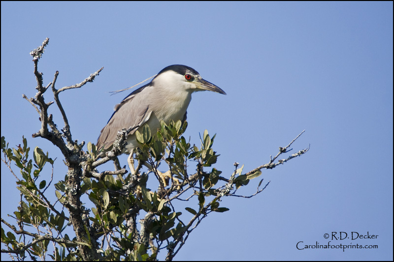 A Black Capped Night Heron roost in the maritime forest on Carrot Island.