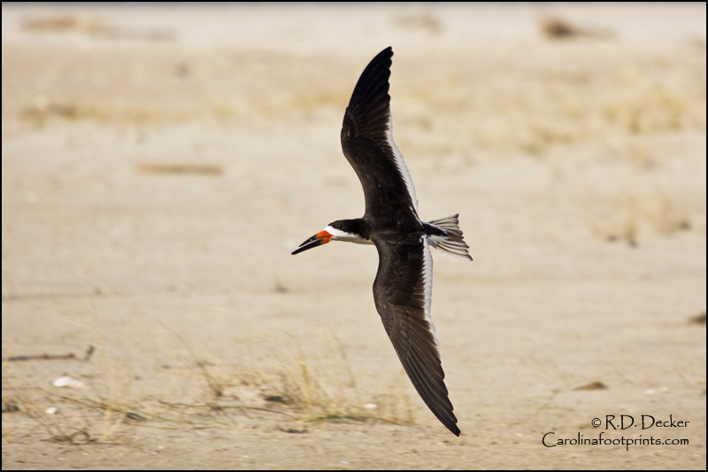 A Black Skimmer glides a few feet above the sand on Bird Shoal along North Carolina's Crystal Coast.